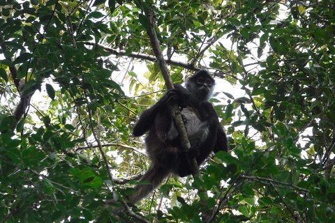 Wild Monkey Tour (Private, Half Day)