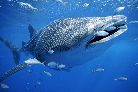 Whale Sharks Small-Group Tour in Cancun and Riviera Maya