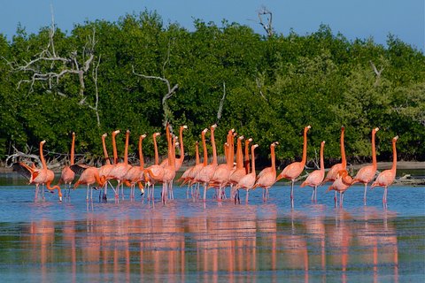 Celestun Nature Reserve Flamingo Tour-Boat to Flamingo Paradise from Merida