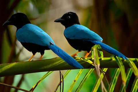 Birdwatching in Coba from Tulum - Shared Group Tour
