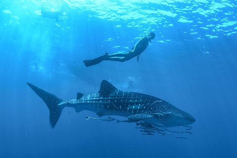Whale Shark Watching and Snorkeling Experience from Cancun