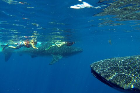 Whale Shark Encounter Full-Day all inclusive Tour from Riviera Maya