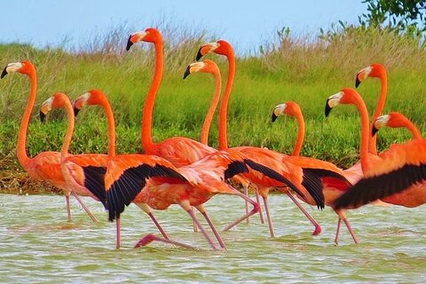 Las Coloradas & Rio Lagartos Biosphere! From Playa Del Carmen