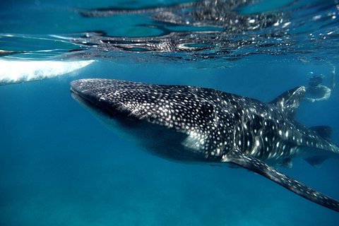 Live the experience of Swimming with the Whale Shark in Cancun