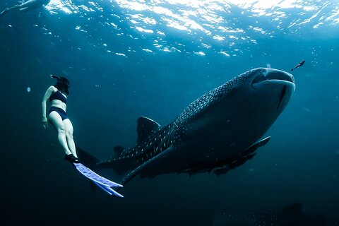 Whale Shark Sightseeing Adventure from Cancun