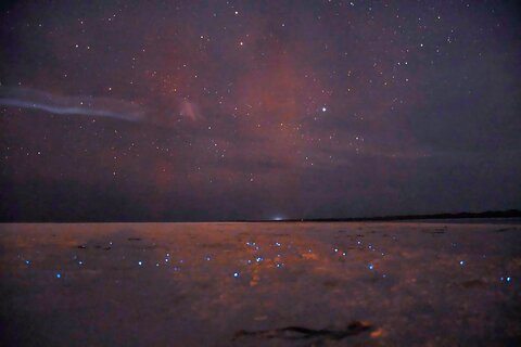 Magic Night of Stargazing and Bioluminescence