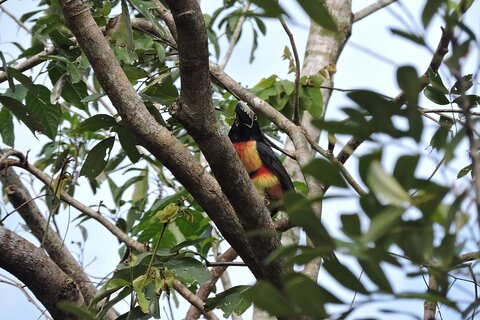 6-Hour Birdwatching Ruta de los Cenotes Playa del Carmen