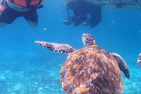 The Tulum Sea Turtle and Rays 1.5 Hours Snorkel Experience