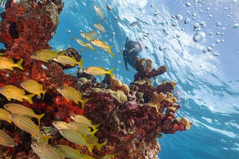 Snorkel Tour at Musa and Manchones Reef