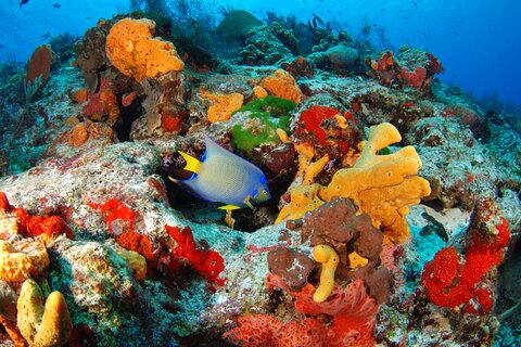Day Tour at Yalku Inlet and 2 Cenotes From Tulum City