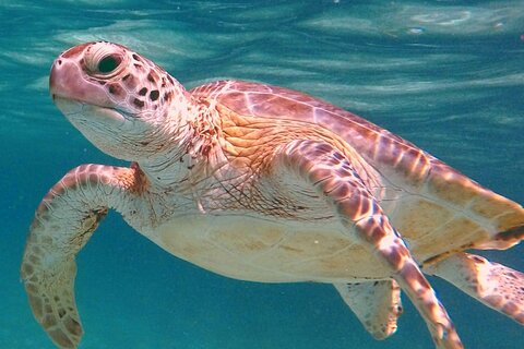 Akumal Turtles Snorkeling and GoPro pictures