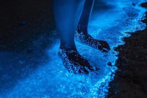 Bioluminescence Tour in Punta Cocos Holbox