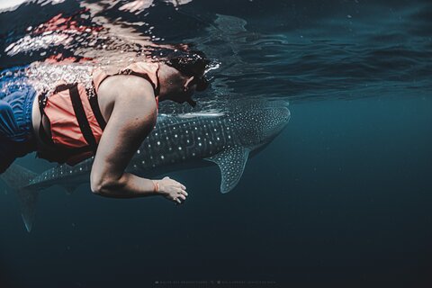 6 Hrs Whale Shark Private Watching Activity in Isla Mujeres