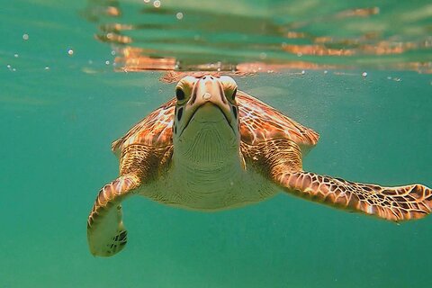 Swim with Turtles in Akumal + GoPro Photo Session