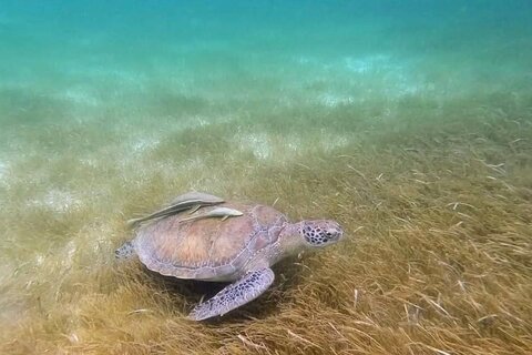 Snorkeling with Sea Turtles and Cenote Adventure
