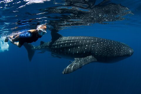 Cancun : Whale Sharks snorkeling trip & Mujeres island, pick up