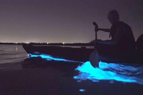 Holbox Bioluminescence: Night Kayak & Stargazing Eco Tour