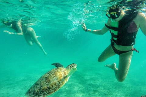 Private Tour: Turtle Swim & Open Cenote