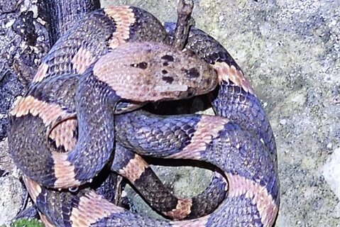 Reptile and Amphibian Night Adventure in Yucatán Jungle
