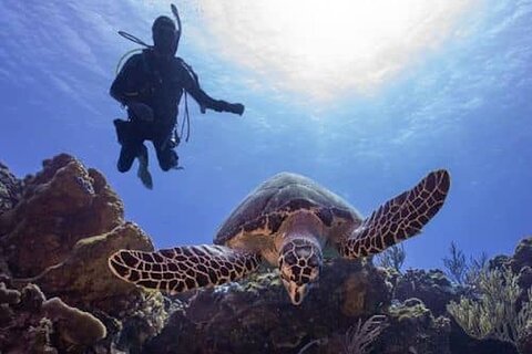 Cozumel Reef Suba Diving Adventure for Certified Divers