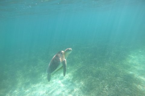 Private Marine Biologist–Led Turtle Snorkel Ethical & Educational