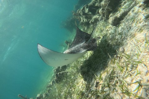 Snorkel Costa Maya Reef