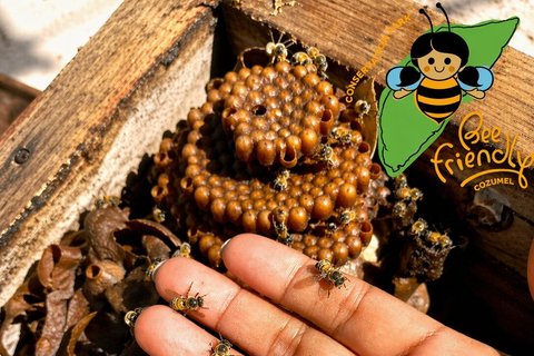 Artisan Secrets of Cozumel Cocoa Honey and Spicy