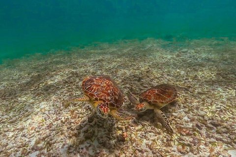 Discover Tulum from the Sea and Swim with Turtles