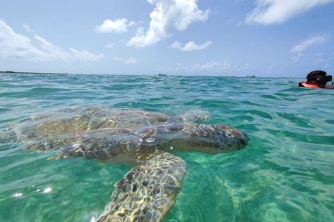 Snorkeling with turtles and swimming in cenote with crystal clear waters