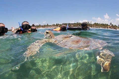 Akumal Beach : VIP Swimming Tour with Turtles and Corals